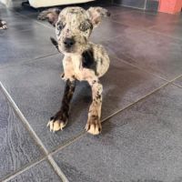 Pixel petite beauté