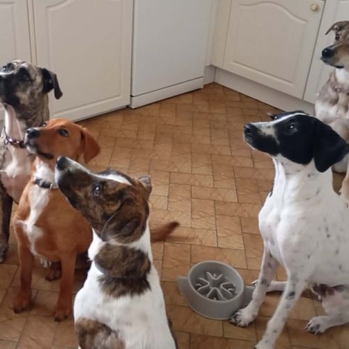 Djaro, le courageux #5