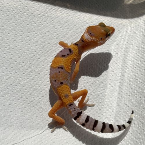 Gecko léopard #0