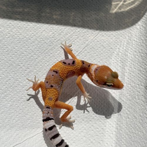 Gecko léopard #2