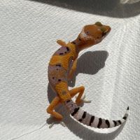 Gecko léopard