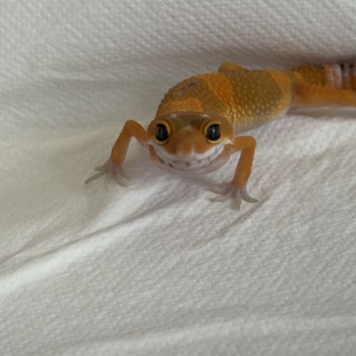 Gecko léopard #0