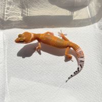 Gecko léopard #2