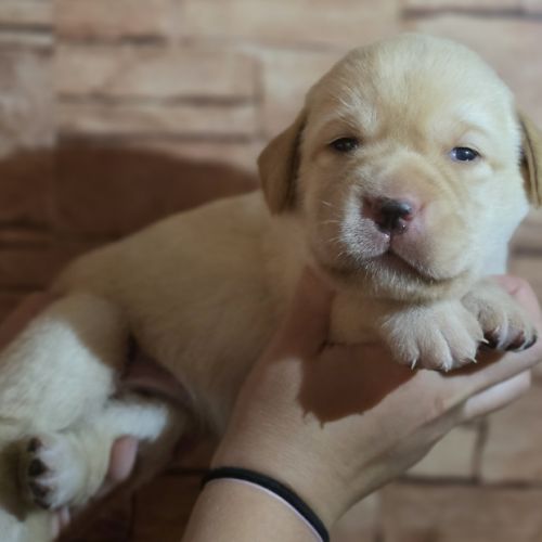 Chiots labradors noirs et sables #1