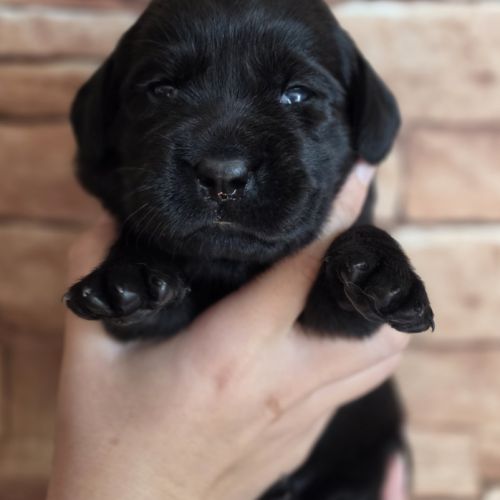 Chiots labradors noirs et sables