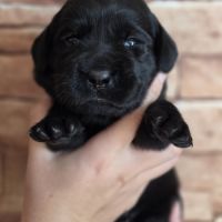 Chiots labradors noirs et sables #0