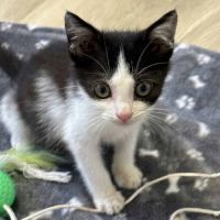 Twillie, adorable chaton à l'adoption