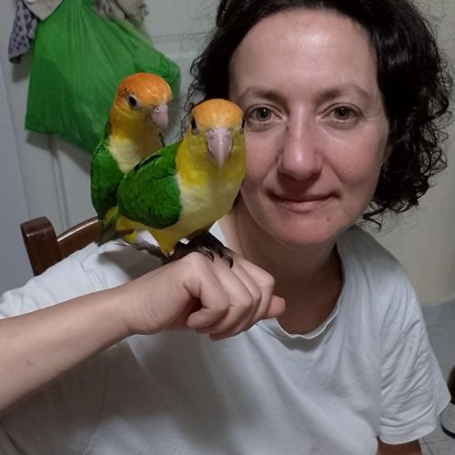 Caïques à tête orange et cuisses jaunes eam
