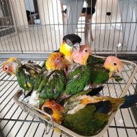 Caïques à tête orange et cuisses jaunes eam #8