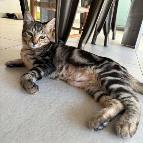 Leo, adorable chaton à l'adoption