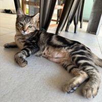 Leo, adorable chaton à l'adoption