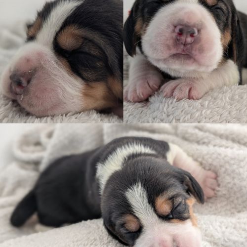 Magnifiques petits beagles #1