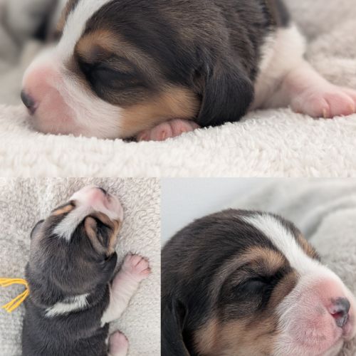 Magnifiques petits beagles