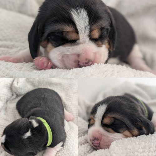 Magnifiques petits beagles #4