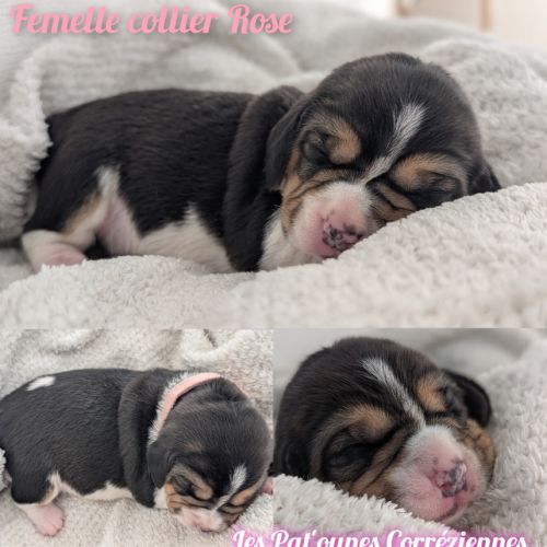 Magnifiques petits beagles #5