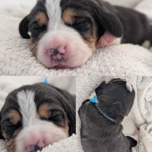 Magnifiques petits beagles #6