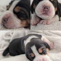 Magnifiques petits beagles #1