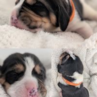 Magnifiques petits beagles #3