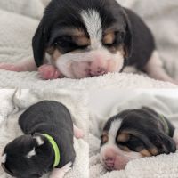 Magnifiques petits beagles #4