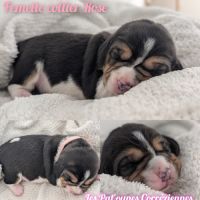 Magnifiques petits beagles #5