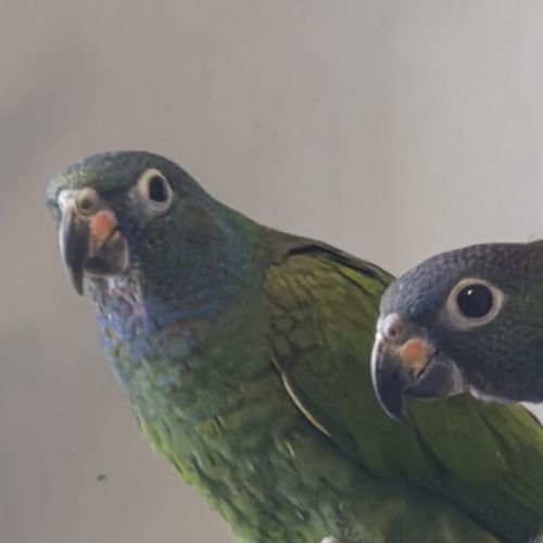 Piones à tête bleu #4
