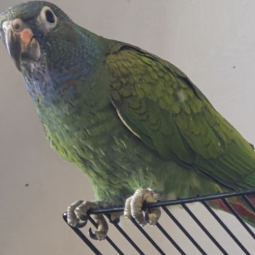 Piones à tête bleu #5