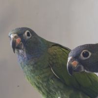 Piones à tête bleu #4