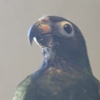 Piones à tête bleu