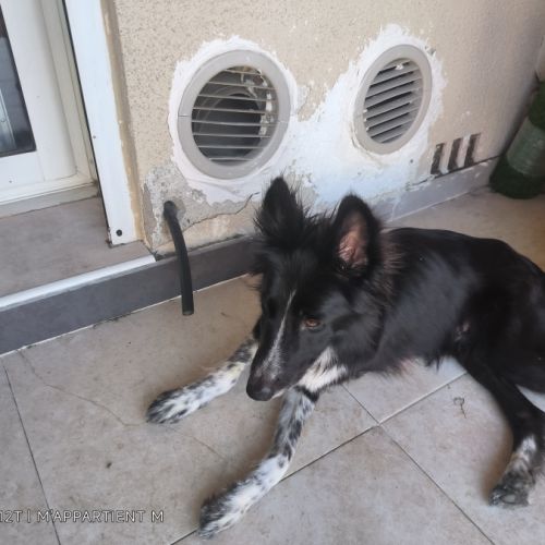 Chiot border collie #1
