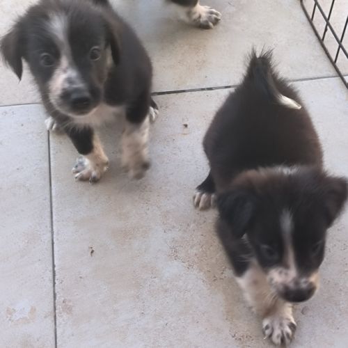 Chiot border collie #2