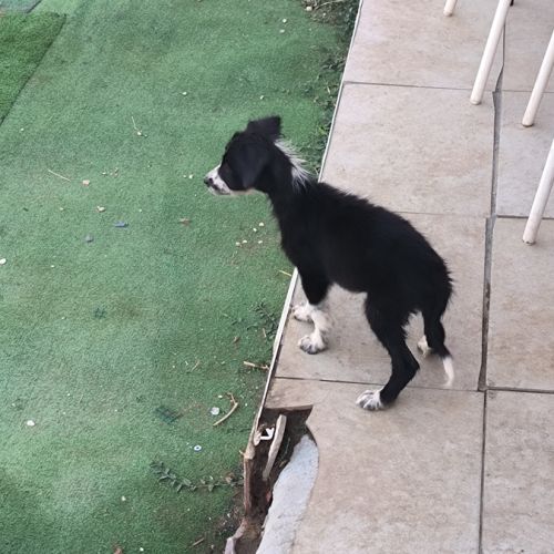 Chiot border collie