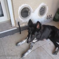 Chiot border collie #1