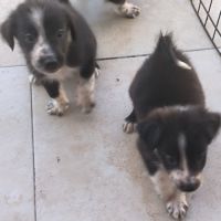 Chiot border collie #2