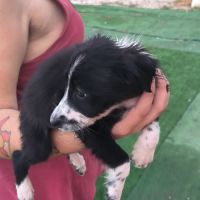 Chiot border collie #4
