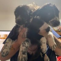 Chiot border collie #5