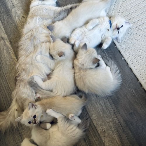 Adorable chaton ragdoll loof #1