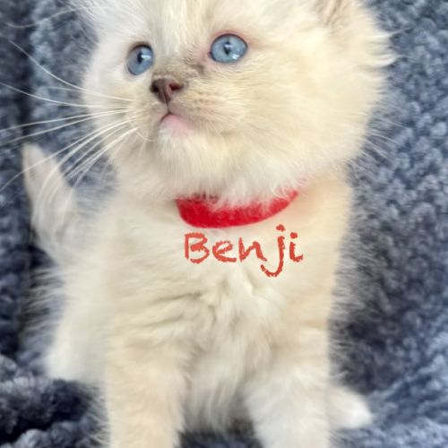 Adorable chaton ragdoll loof #2