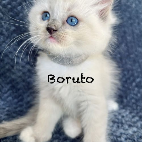 Adorable chaton ragdoll loof #4