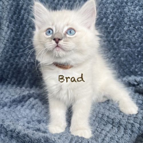 Adorable chaton ragdoll loof #8