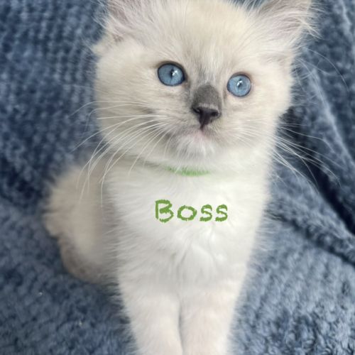 Adorable chaton ragdoll loof #9