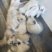 Adorable chaton ragdoll loof #1