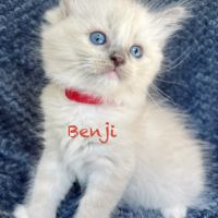 Adorable chaton ragdoll loof #3