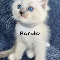 Adorable chaton ragdoll loof #4