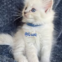 Adorable chaton ragdoll loof