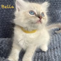 Adorable chaton ragdoll loof #7