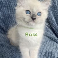 Adorable chaton ragdoll loof #9
