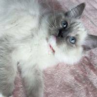 Adorable chaton ragdoll loof