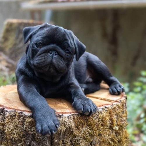 Chiot carlin noir lof
