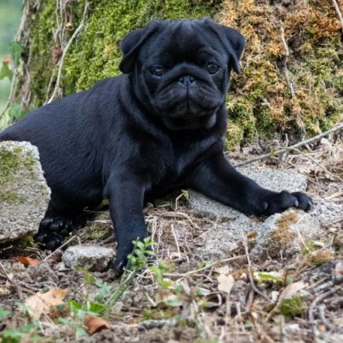 Chiot carlin noir lof #2