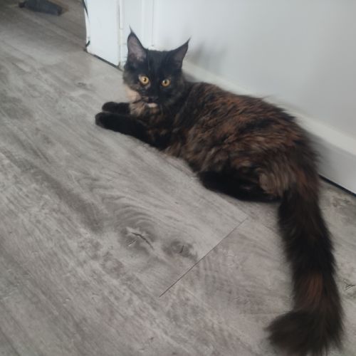Reste 1 chaton femelle maine coon loof #2